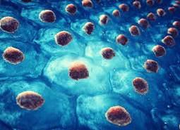 tratament cu celule stem Unique